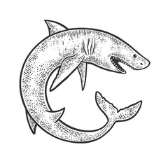 Obraz premium shark rolled in circle sketch vector illustration