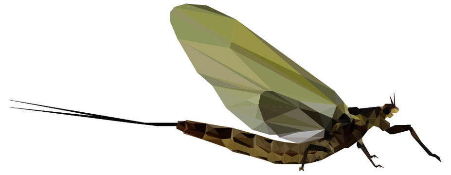 Lowpoly Mayfly Vector Illustration