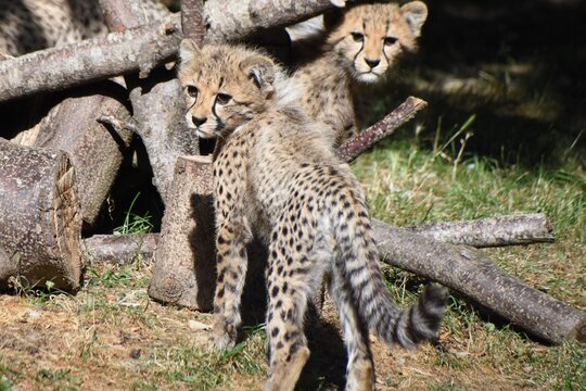 Two cute young cheetah cub twins at the zoo