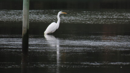 great blue heron