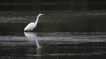great blue heron