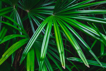 Palm leaf background in the forest