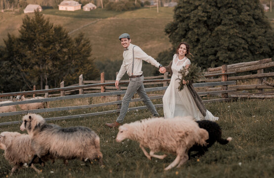 Young wedding romantic couple of bride in white dress and bridegroom in suit on pasture of sheeps. Wedding walk in nature hills background. Perfect pasture for sheep