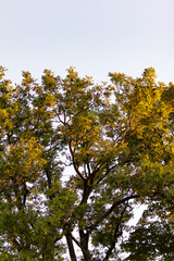 Branches and Leaves Being Lit by the Early Sunlight in the Morning II
