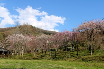 さくら　青空　癒し　風景　山　春　