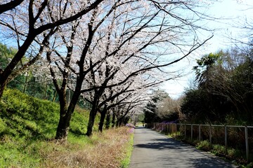 春　桜　道　歩く　風景