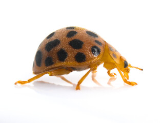 28-spotted potato ladybird on white background, Henosepilachna vigintioctopunctata