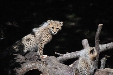 Young cheetah cub perched on log at zoo