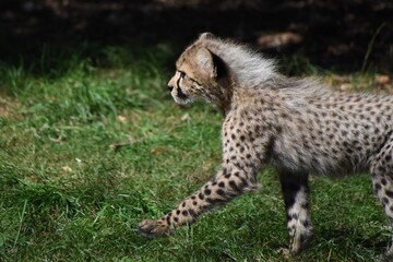 Side profile of young cheetah cub