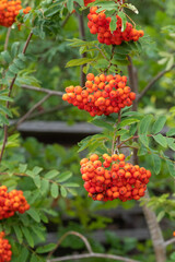 Fototapeta premium Sorbus aucuparia Vogelbeere Frucht
