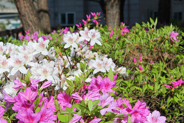 Fototapeta na wymiar close-up royal azalea blossoms