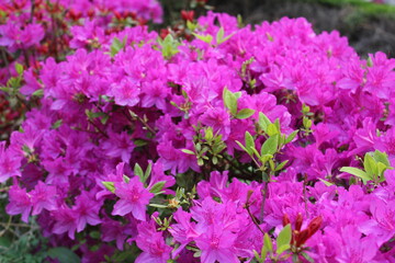 close up royal azalea blossoms