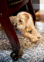 Likes the cute fluffy Yorkie mix sitting under the chair.