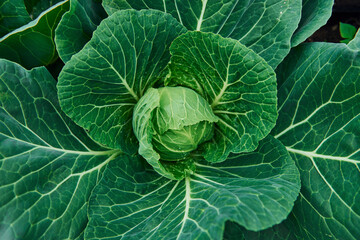 Obraz premium Top view of green fresh cabbage that growing at the farm's soil