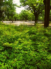 夏の雨上りのドウダンツツジのある公園風景