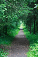 Path In Forest