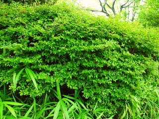 夏の雨上りの公園のドウダンツツジ