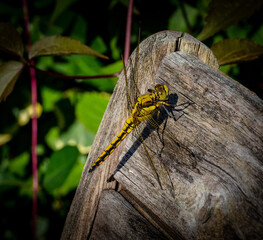 Common dragonfly close-up in the garden in the Netherlands