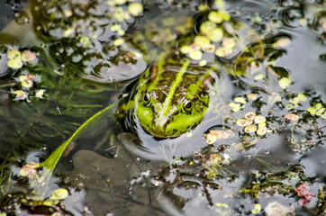 Frog sitting in a pond with its head above the water surface surrounded by duckweed and other water vegetation