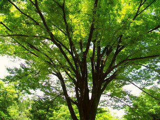 雨上りの夏の公園の欅