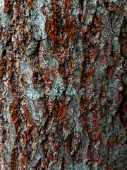 tree bark red