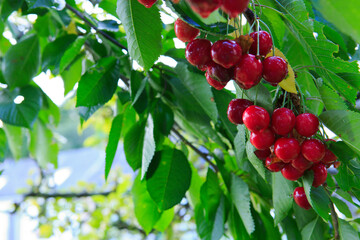 Red big Cherries hanging on a cherry tree branch.