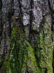 tree bark texture green