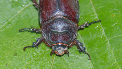  brown large beetle close-up with a dirty head on a grape leaf 