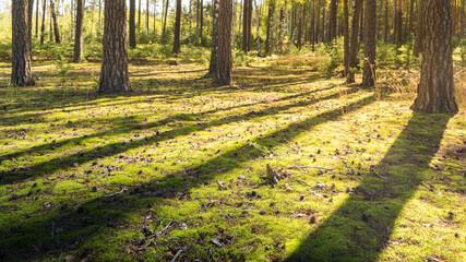 View of Russian nature