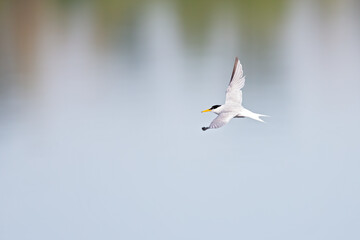 little tern (Sternula albifrons) in flight full speed hunting for small fish above a lake in Germany