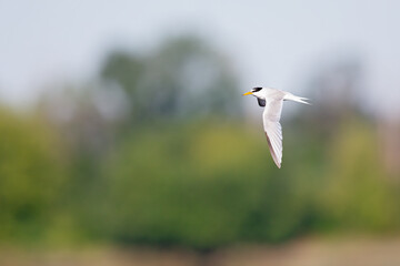little tern (Sternula albifrons) in flight full speed hunting for small fish above a lake in Germany