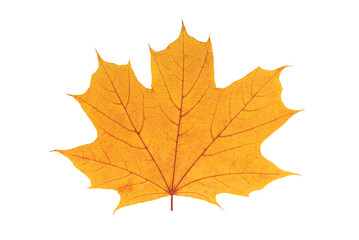 Naklejka na ściany i meble Autumn yellow leaf isolated on a white background.