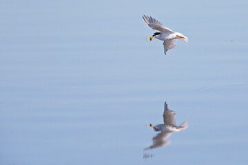 Fototapeta na wymiar Little tern (Sternula albifrons) flying up from a dive succesful with a fish in Germany