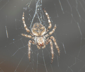 spider with a cross on its back on a web   