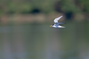 Fototapeta na wymiar little tern (Sternula albifrons) in flight full speed hunting for small fish above a lake in Germany