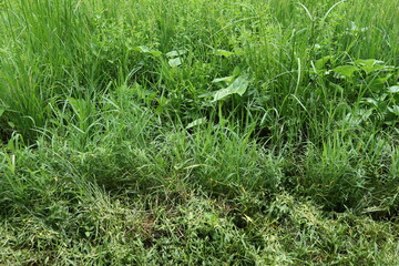 green grass background