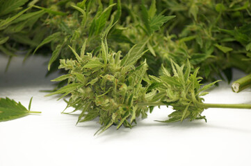 Cannabis Hanf Droge Marihuana Haschisch freigestellt auf weißem Hintergrund