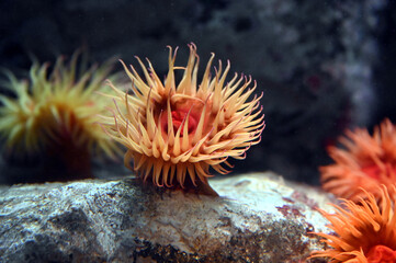 波に揺られるイソギンチャク　フォルス　プラム　アネモネ