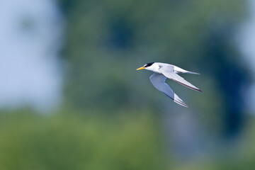 little tern (Sternula albifrons) in flight full speed hunting for small fish above a lake in Germany