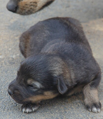 very small puppy close-up on the ground   