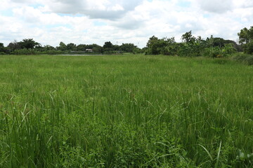 Photos of rice fields, sky and clouds