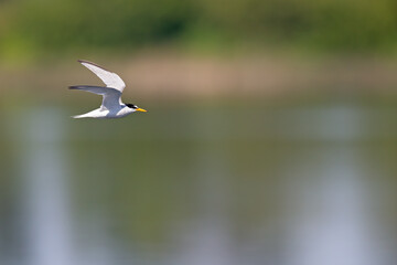 Little tern (Sternula albifrons) in flight full speed hunting for small fish above a lake in Germany