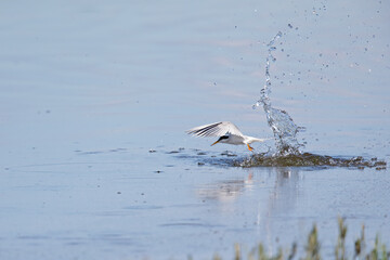 Little tern (Sternula albifrons) flying up from a dive in a lake in Germany