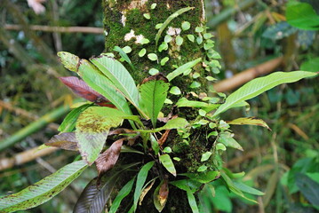 El Yunque Regenwald, Puerto Rico