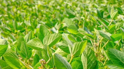 Rural landscape - field the soybean (Glycine max) in the rays summer sun, closeup