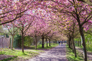 Ciliegi, natura e colori in primavera, strada sporca in mezzo al bosco e fiori di ciliegio