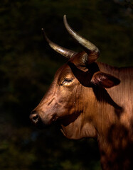 Seitenprofil / Portrait einer stolzen Nguni Kuh / Longhorn cattle vor dunklem Hintergrund (Bos...