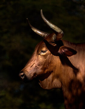 Seitenprofil / Portrait einer stolzen Nguni Kuh / Longhorn cattle vor dunklem Hintergrund (Bos Taurus)