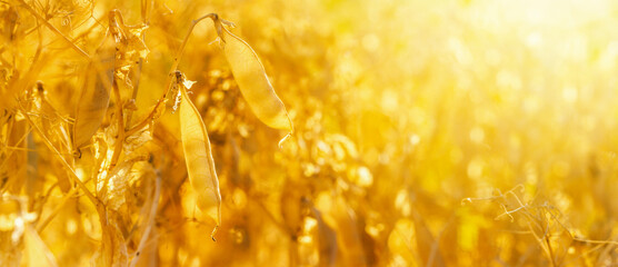 Rural landscape, banner - pea field in the rays of the summer sun, closeup with space for text