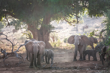 Fototapeta na wymiar Familie Afrikanischer Elefanten im Schatten eines Baumes in Südafrika, Kruger National Park, Pafuri Region